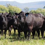 ‘Sustainability indexes’ in focus at Armidale genetics summit