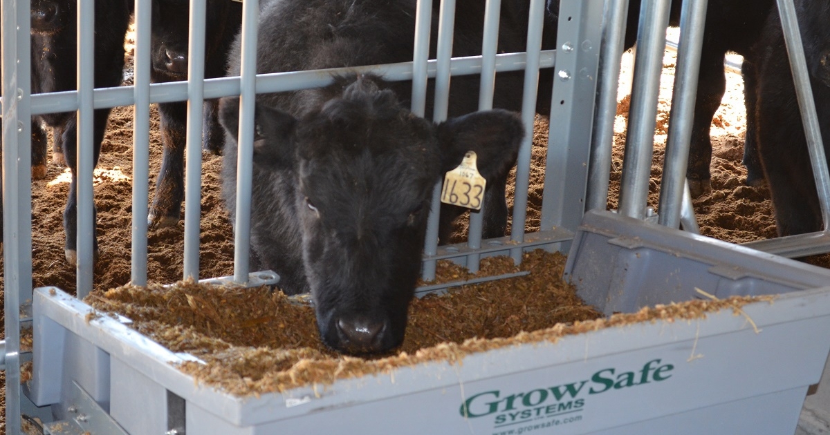 UTIA study to examine how feed efficiency could further enhance beef production