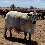 Quality lines lift prices at Woolooga female sale