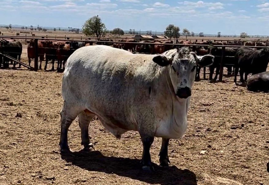 “Iceberg” potentially Australia’s largest ever ox, dressing out to 854kg