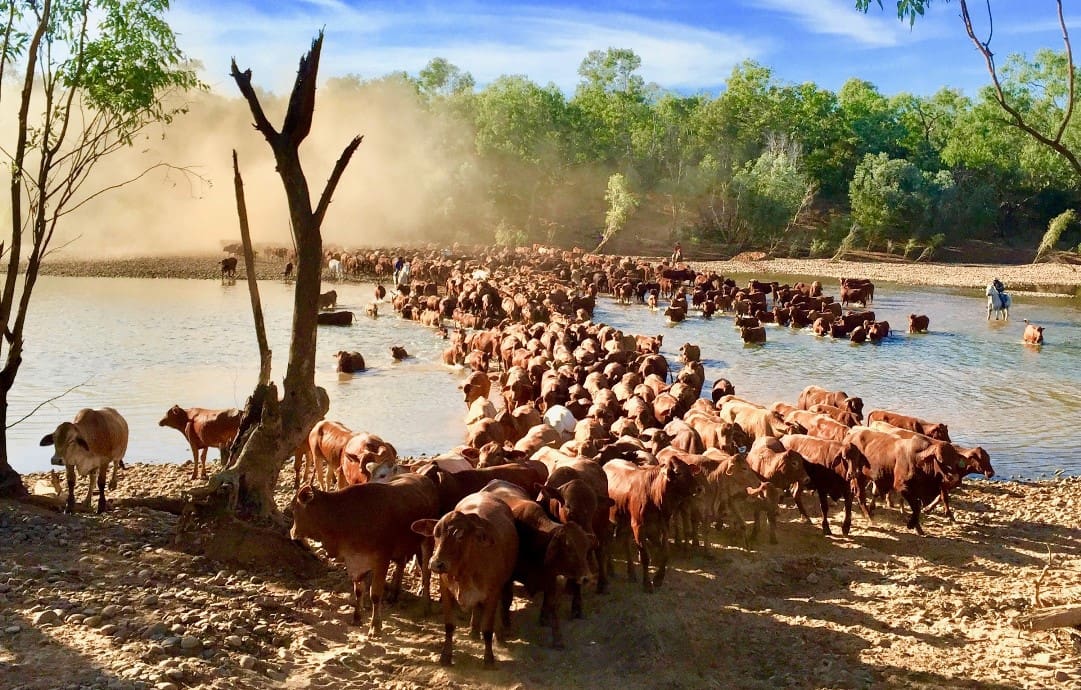 Cattle Australia approaching first year AGM