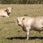 Beef Central 2024 study tour: networking and learning in Texas