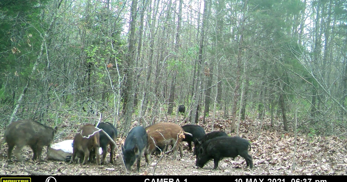 Elimination program reduces Missouri feral hog population by 65%