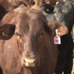 Red factor bulls attract most interest at Glenlea Charolais Roma sale | Queensland Country Life