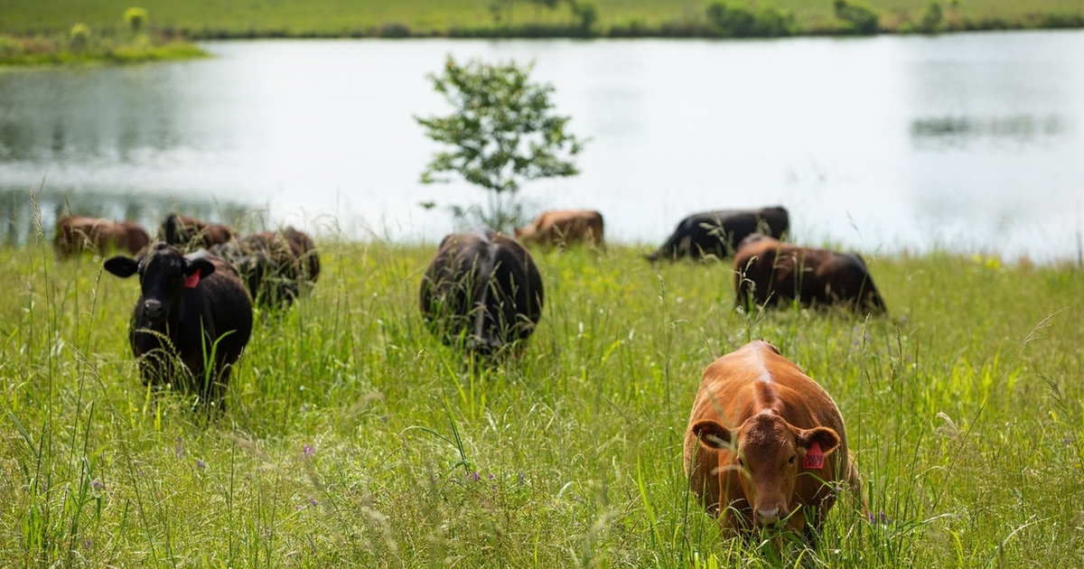 Noble Research Institute expands regenerative ranching program