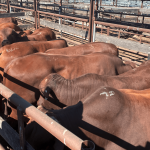 Why heavy feeders are outperforming lighter cattle in falling market