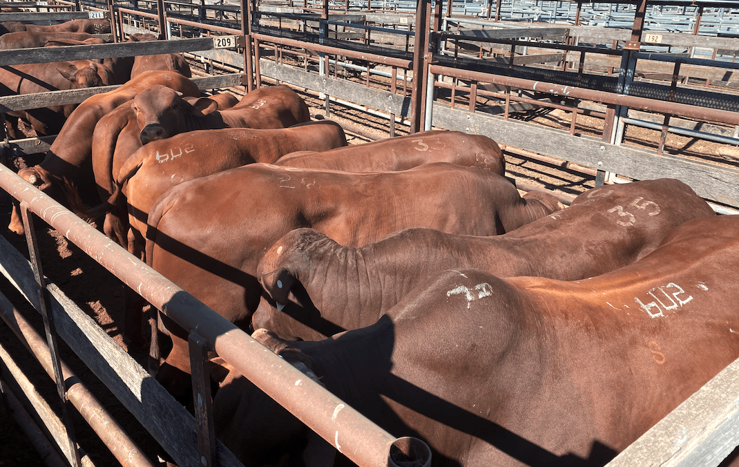 Sign of the times, as unwanted sale bulls get tipped into saleyards for beef