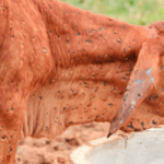 DAFF vets taking “conservative approach” with live export cattle