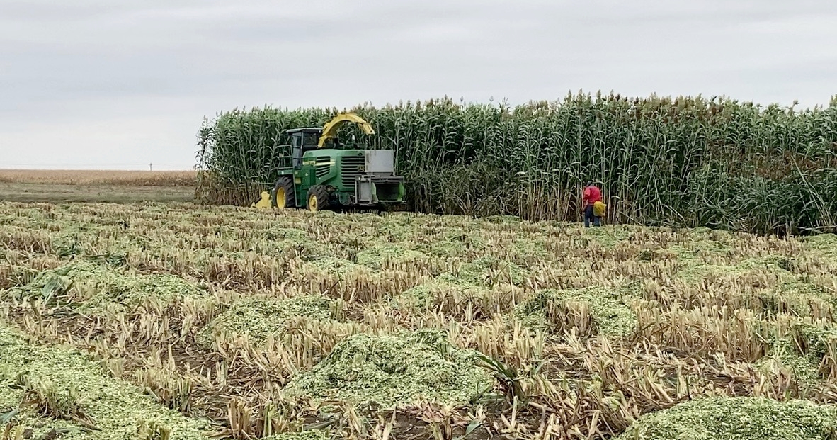 Research to explore new sorghum cultivars’ potential for beef, dairy cattle