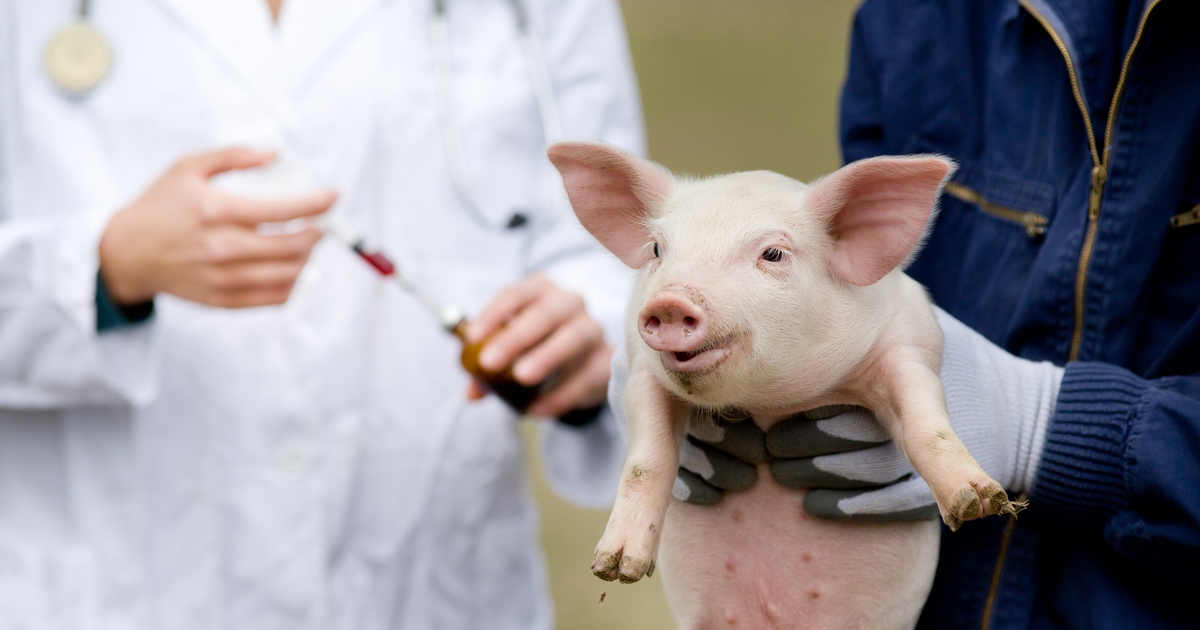 FDA releases new animal and veterinary innovation agenda