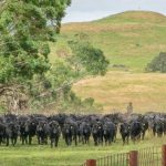 Sweet, protected grazing remains on the market