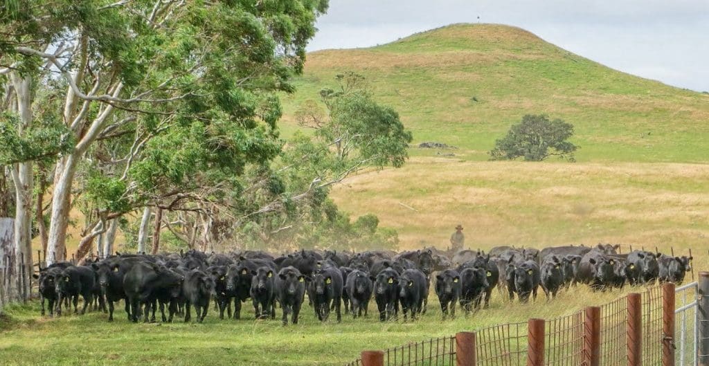 Australia’s strong livestock sustainability story shared on the global stage