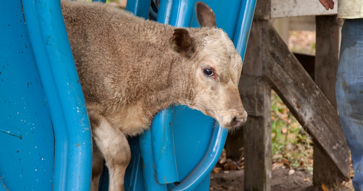 Merck awards $90k in scholarships to future bovine veterinarians