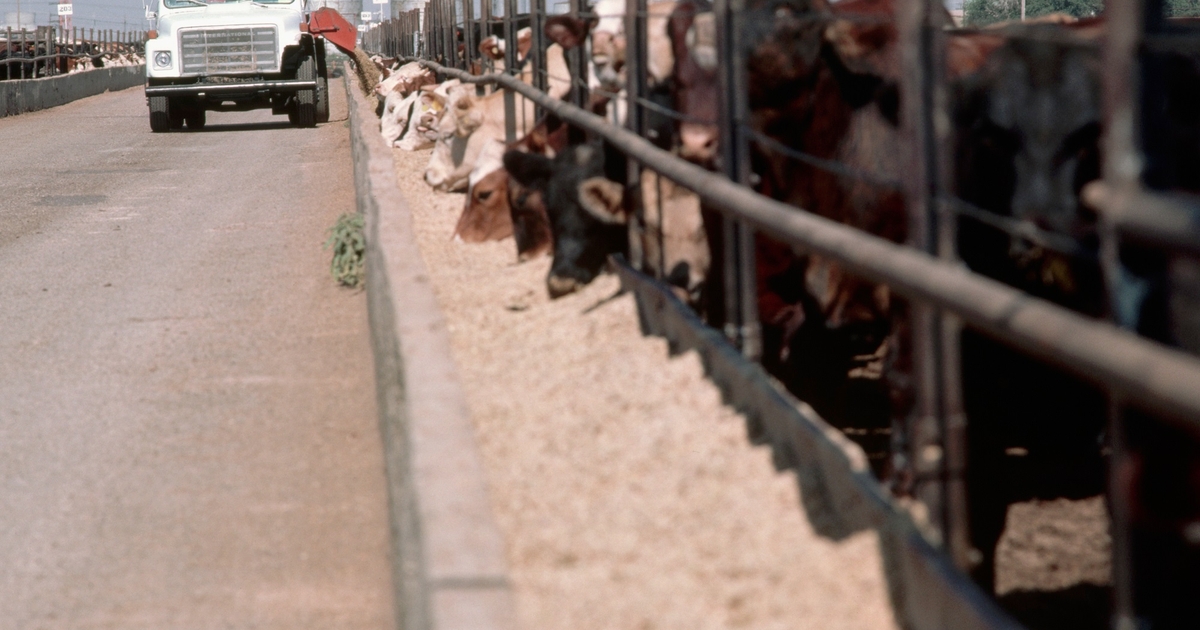 UNL study to examine alternate diets for feedlot cattle