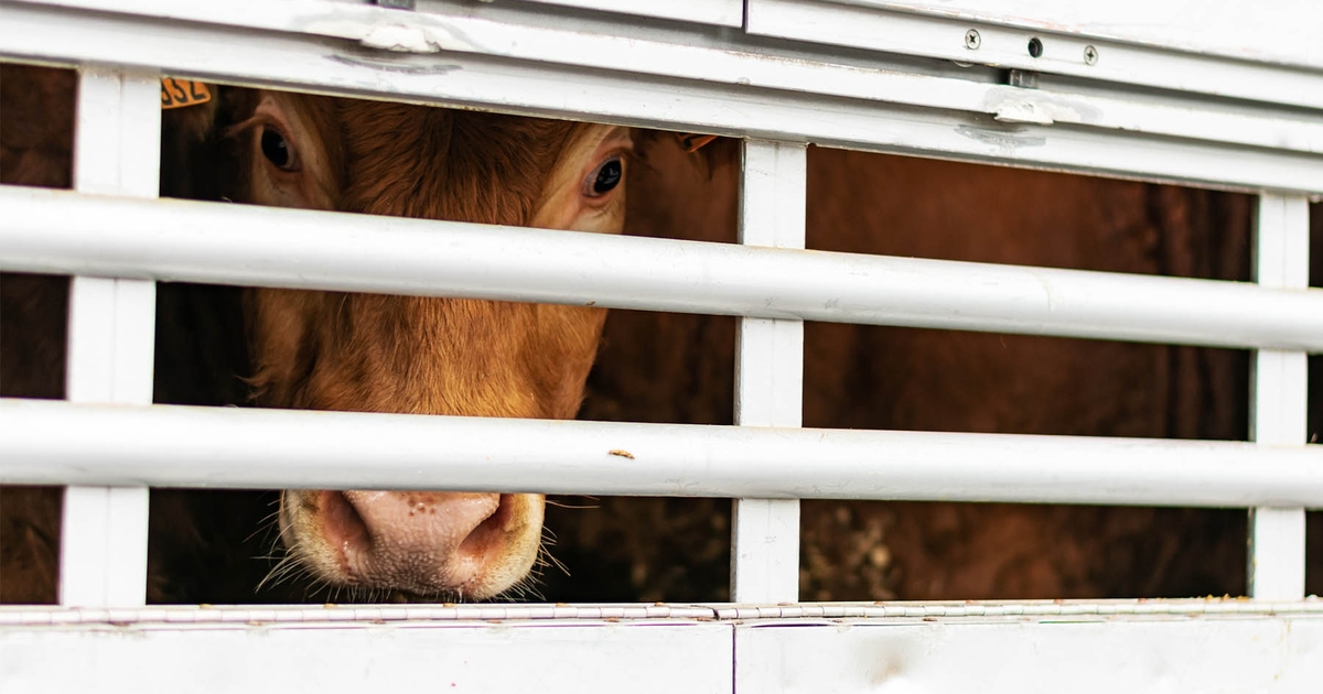 Cattle prices march higher… and higher