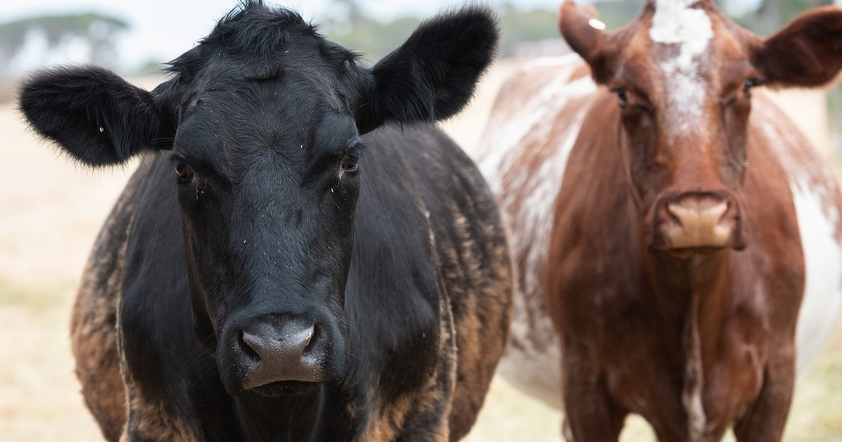 Iowa State cow-calf meetings to address important issues