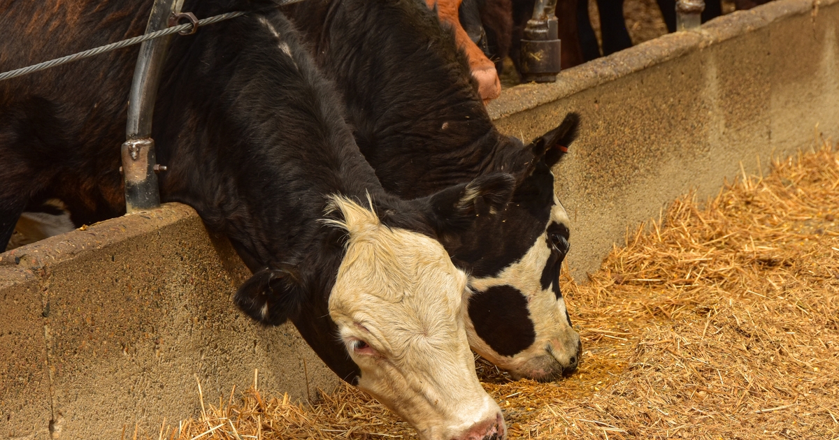 Lower corn prices to benefit cattle feeding cost of gain