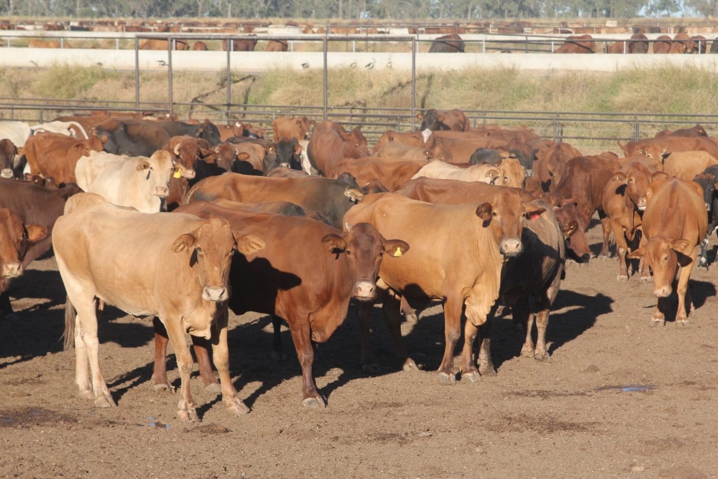 Cow feeding trend re-emerging in feedlots, as drought grip tightens