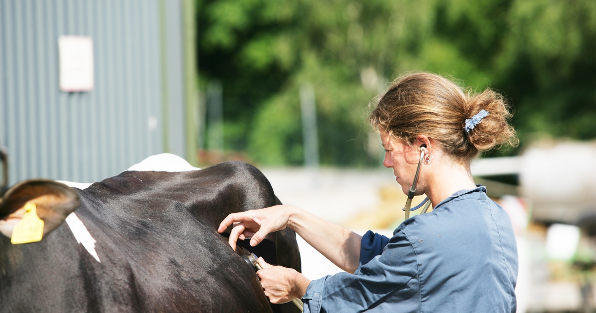 Veterinarian study indicates progress in addressing mental health challenges