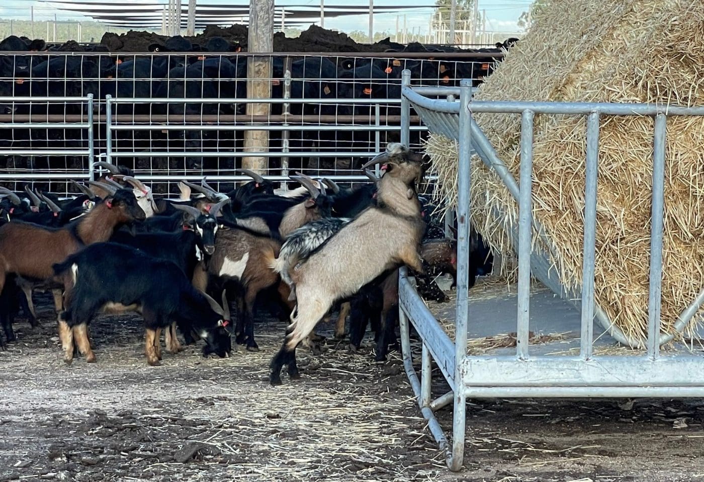 Goat throughput hits highest level in six years, more meat taken domestically