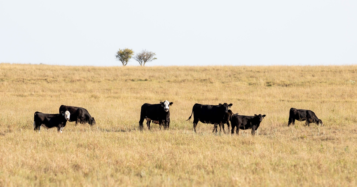 K-State cattle experts share options for pregnant and open cows