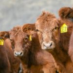 Cattle prices march higher… and higher