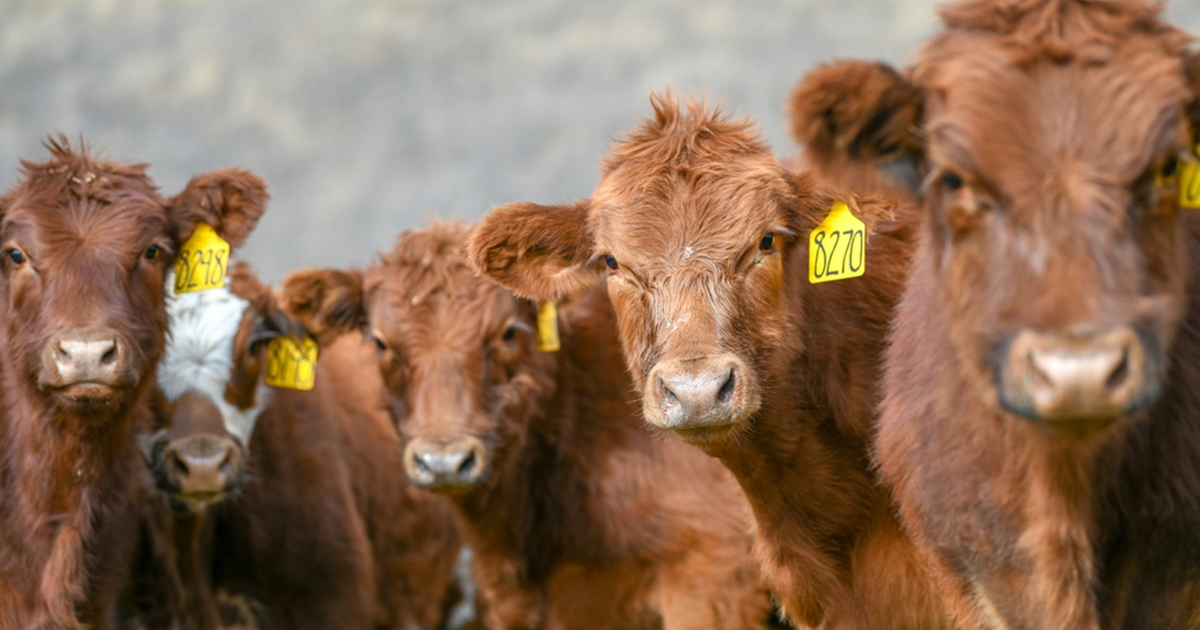 Feed prices favor limit-feeding stockers a high energy diet