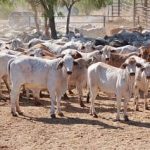 Murray Watt to meet with WA representatives on live sheep trade | Farm Weekly