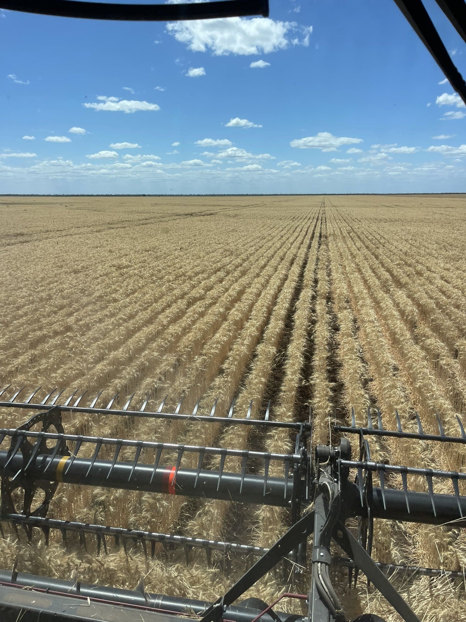 Feedgrain Focus: Harvest starts in CQ, frost impact feared