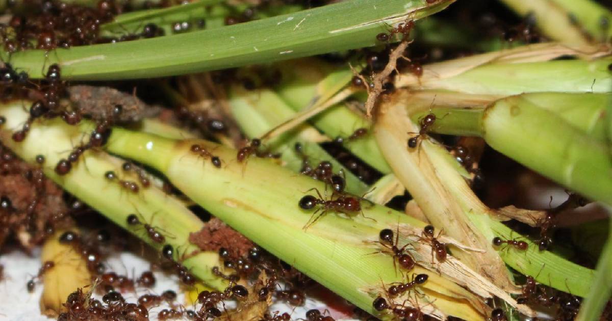 New northern surge of fire ants 'exposes funding holes'