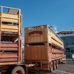 Northern cattle are back on boats