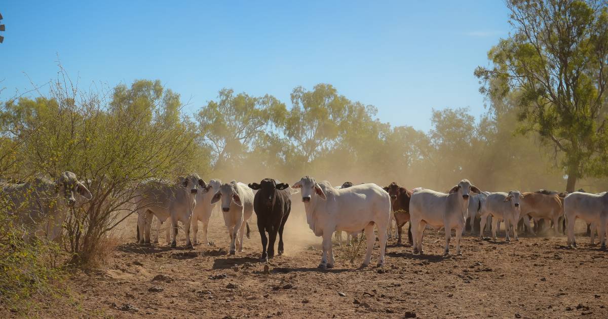 Reckless conduct charges laid after cattle station worker loses arm