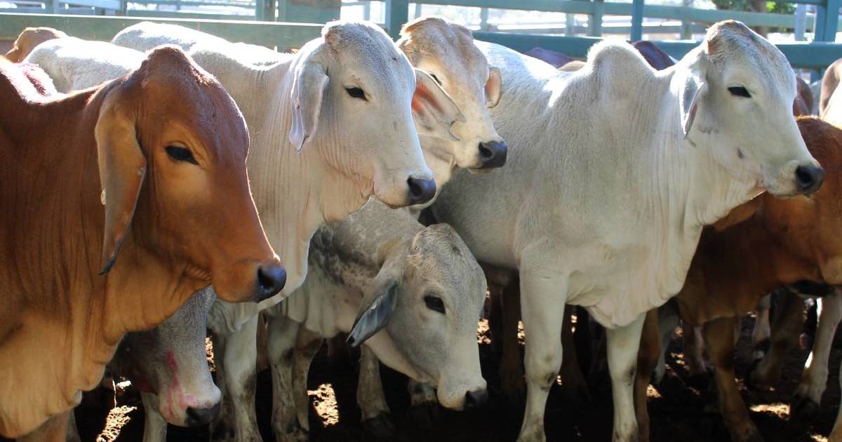 Quarantine bans lifted by Indonesia | Queensland Country Life