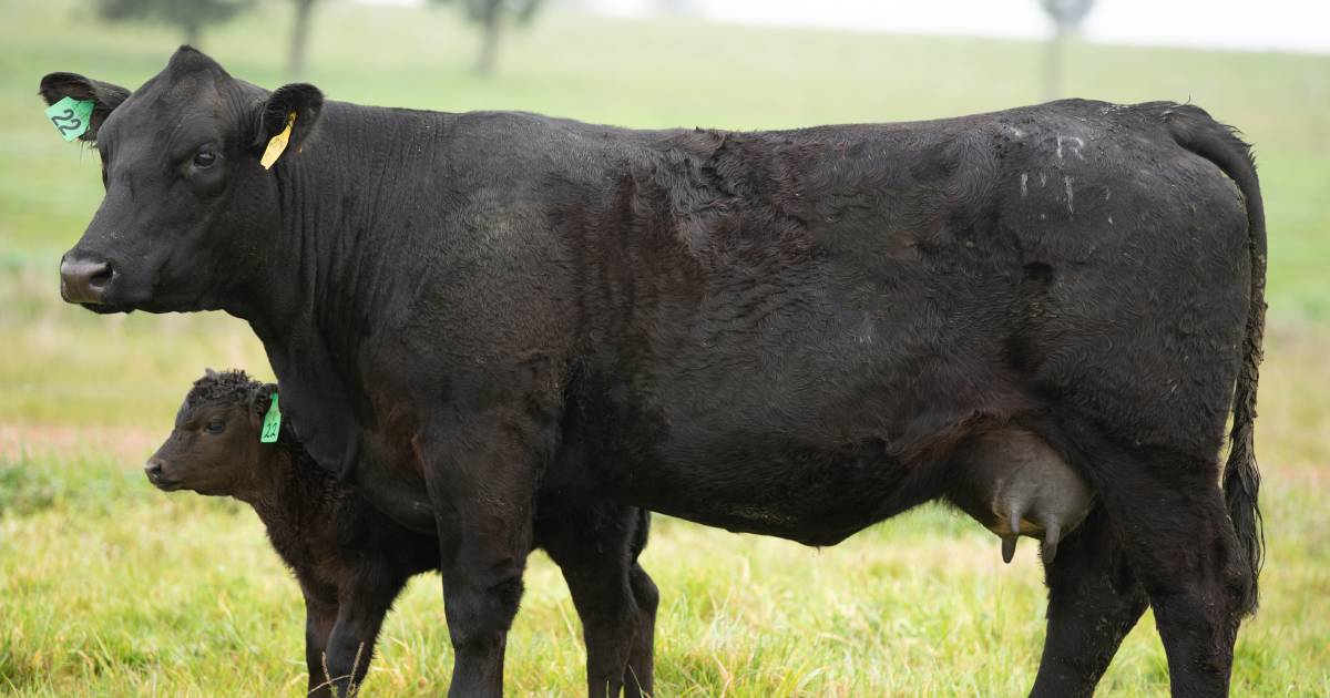 St Pauls Genetics sells to six states as cow and calf top sale