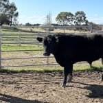 Dry conditions in NSW send cattle north on Qld stock routes | Queensland Country Life