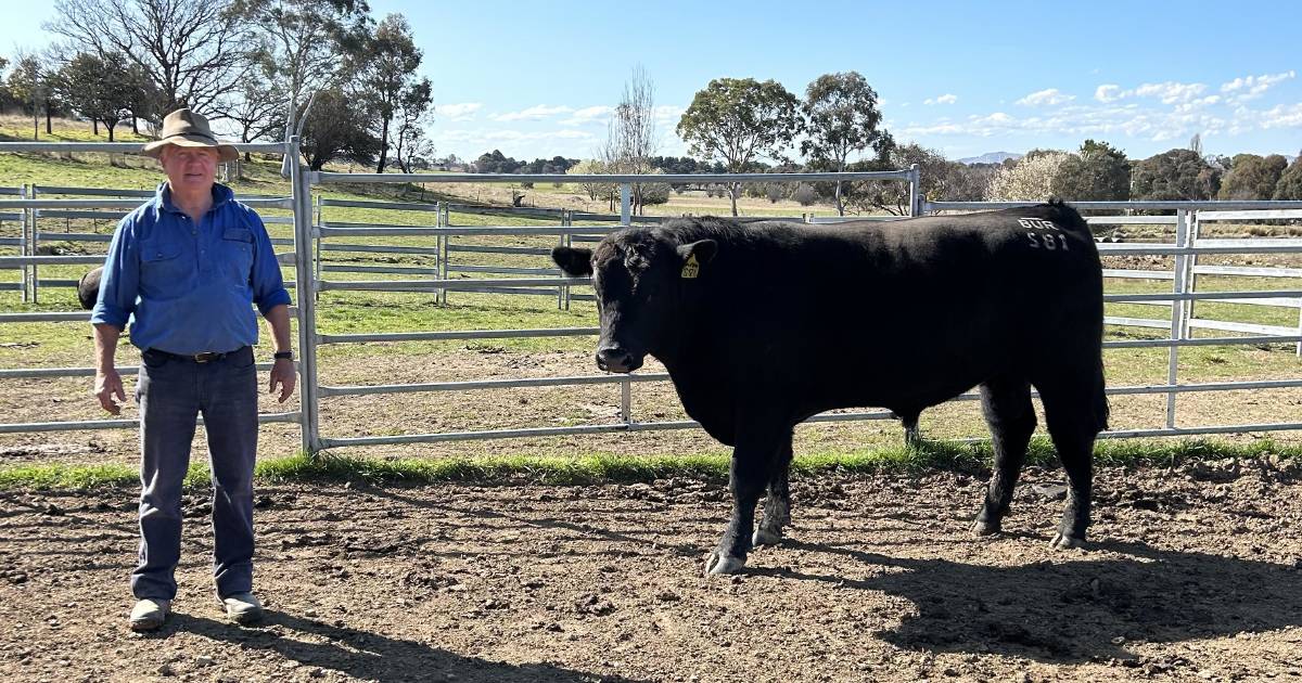 Burbong Angus tops at $9500, av $7690