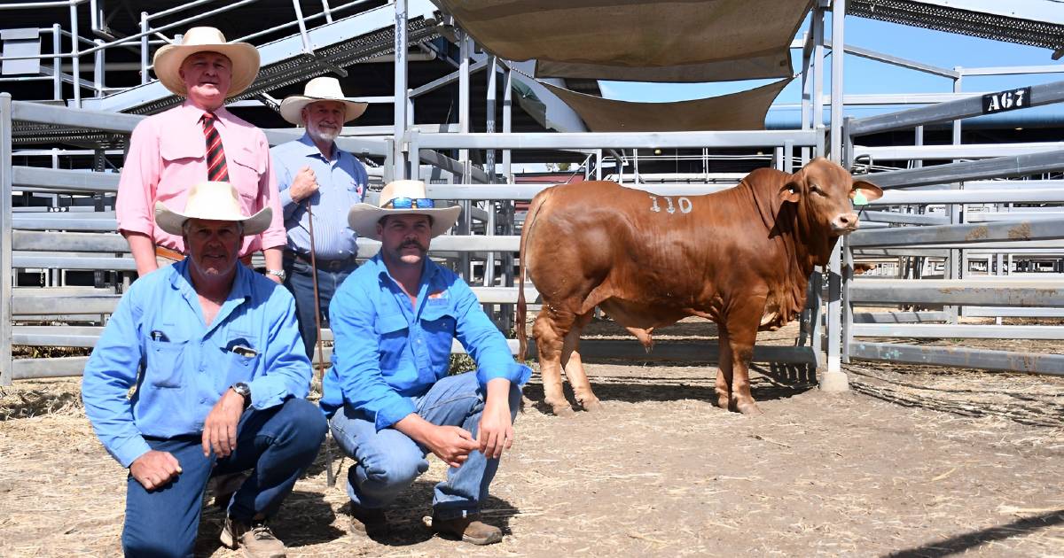 Waringle bull on top during day one of Droughtmaster National Sale