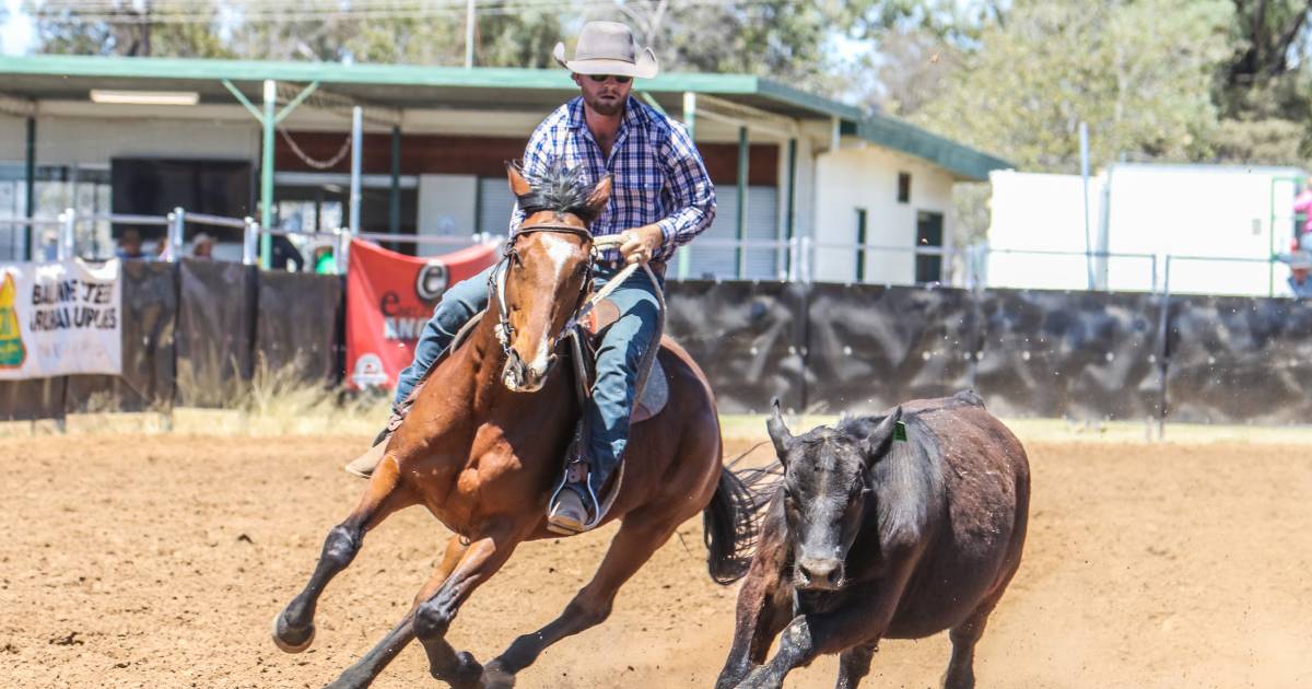 Fucheng Woodlands support invaluable for Westmar Campdraft | Queensland Country Life