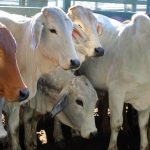 Cattle market plunges further as feedlots fill up, restockers face El Nino | North Queensland Register