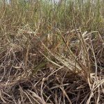 Central Queensland wheat harvest underway, chickpea prices up | Queensland Country Life