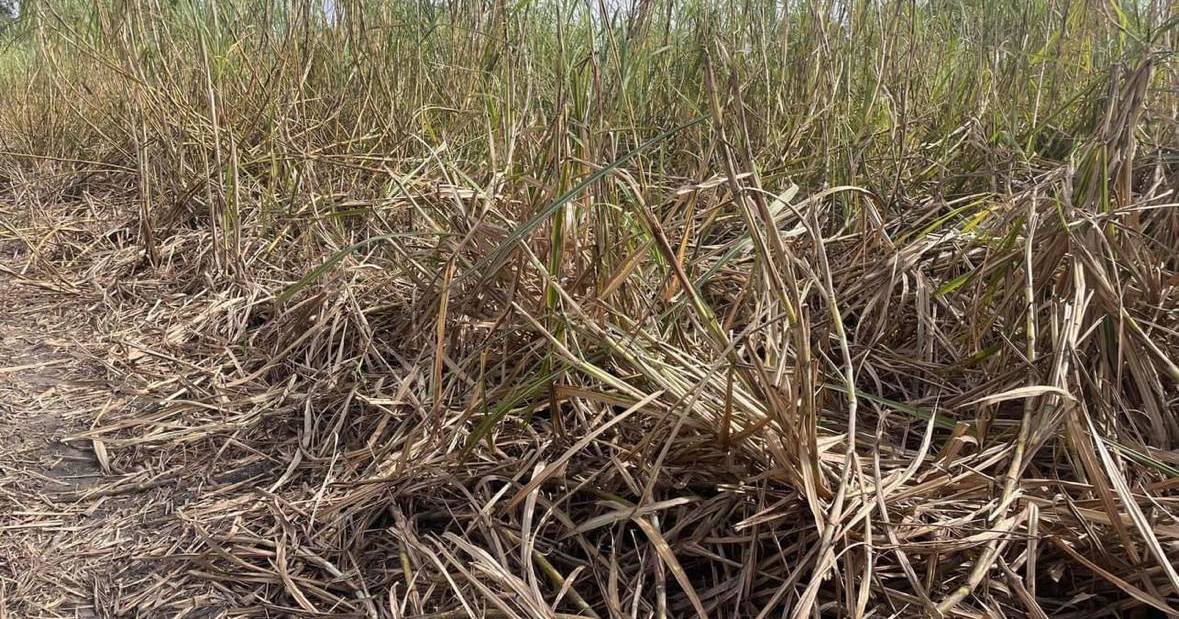 Rats cause destruction to Herbert sugarcane crops