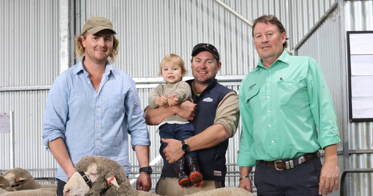 Kohat Poll Merino ram peaks at $3700