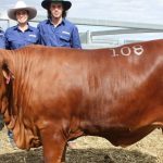 Queensland bullock challenges dressed weight record of the Monkira Ox | Queensland Country Life