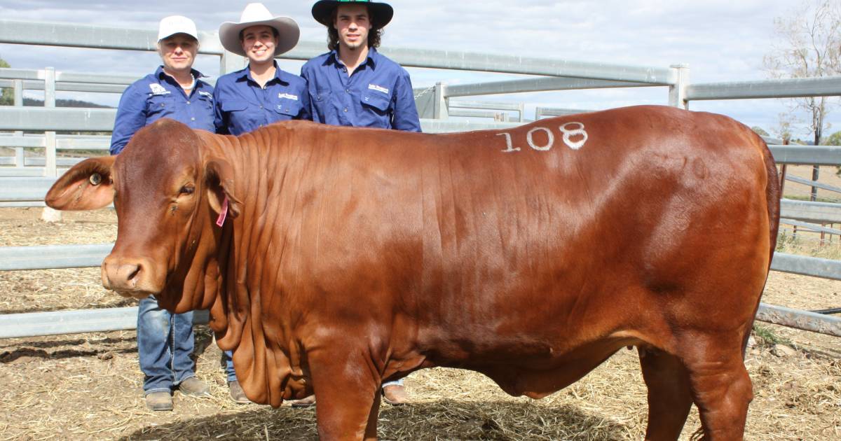 Females star at first Droughtmaster Diamond Genetics sale