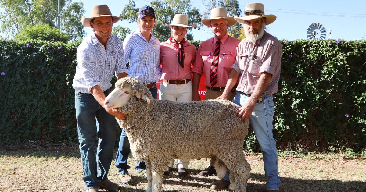 Jolly Jumbuck ram reaches $3800 sale top at northern sale