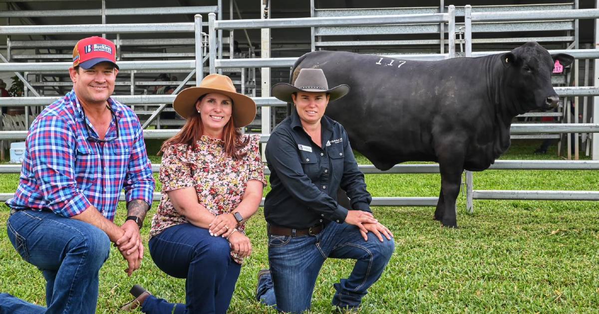 Dobe’s DeSalis Grazing Company expands into Ultrablacks following bulk Telpara genetic buy | North Queensland Register