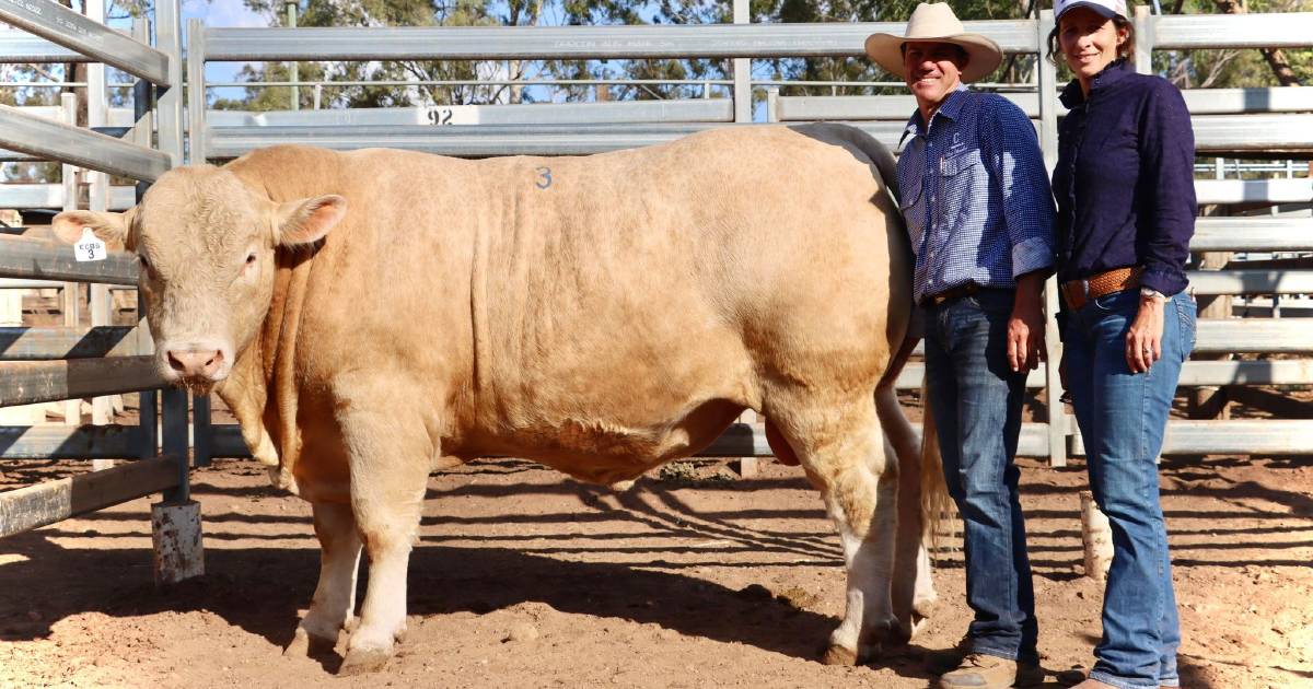 Eidsvold Charolais sale achieves full clearance