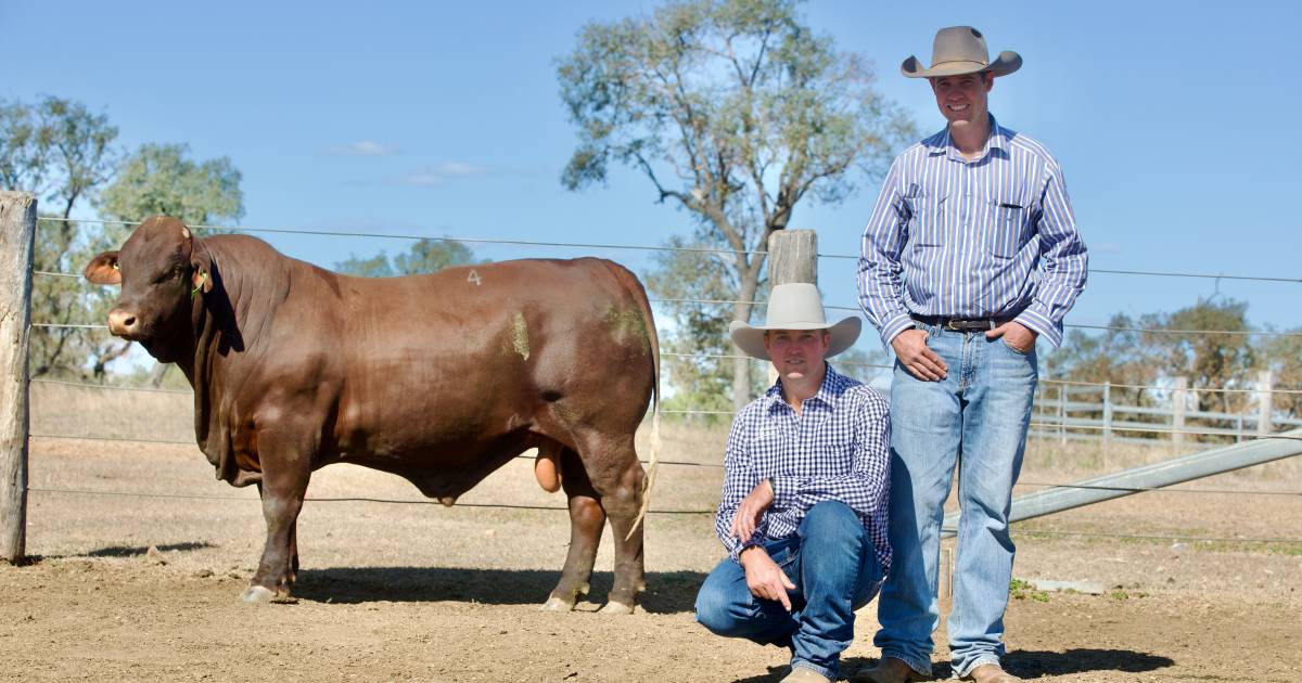 Bulls sold to all regions of Queensland at annual Santahat sale