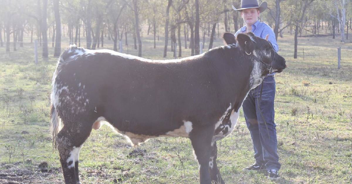 Speckle Park cross steer sweeps the field | The Land