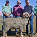 Rocklyn Merino 2023 ram sale average, top price, clearance rate | The Land